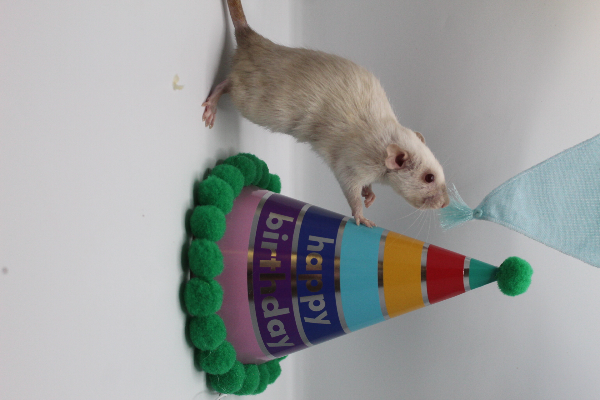 Best Pet
